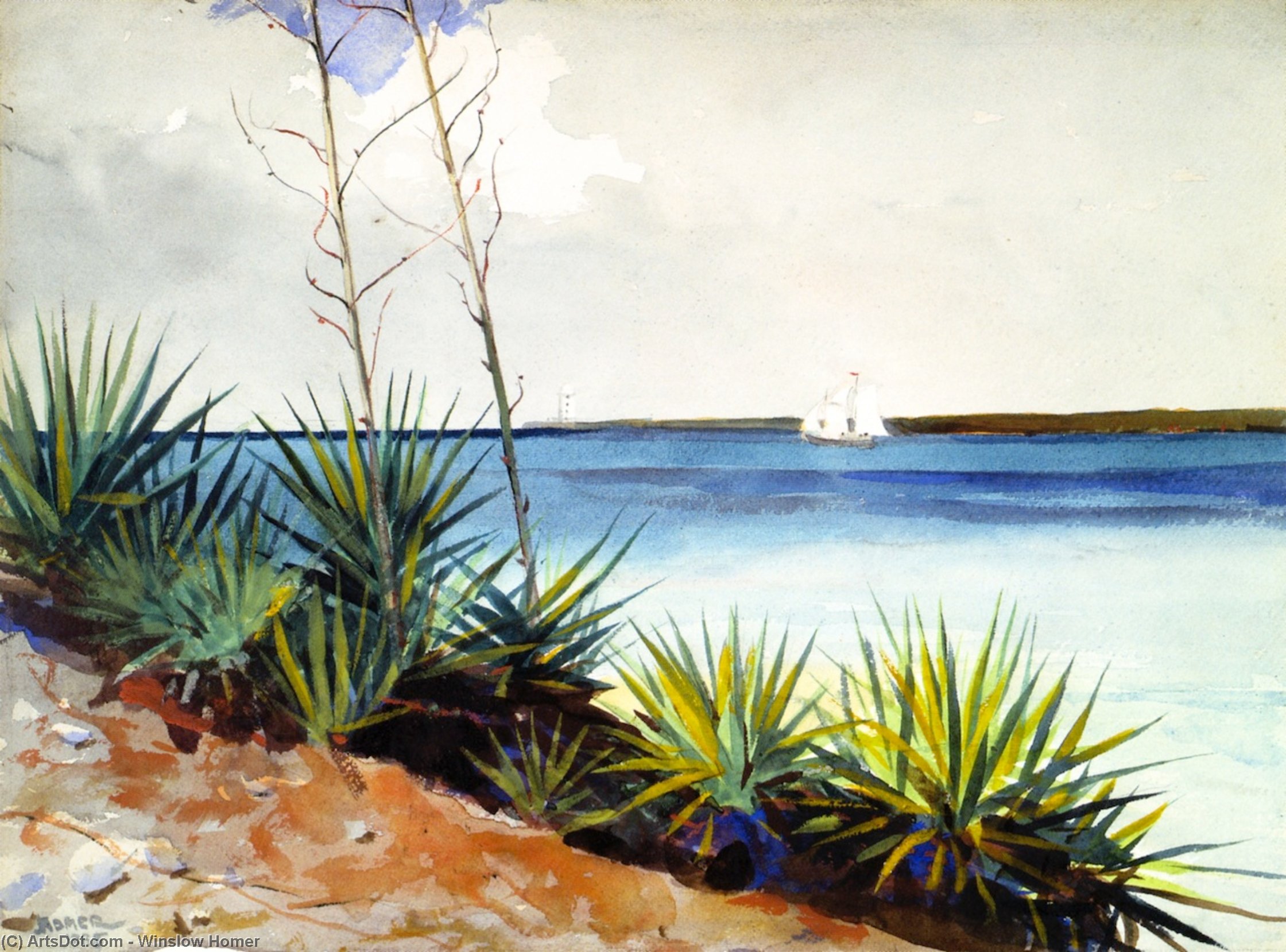 WikiOO.org - Encyclopedia of Fine Arts - Lukisan, Artwork Winslow Homer - Spanish Bayonets