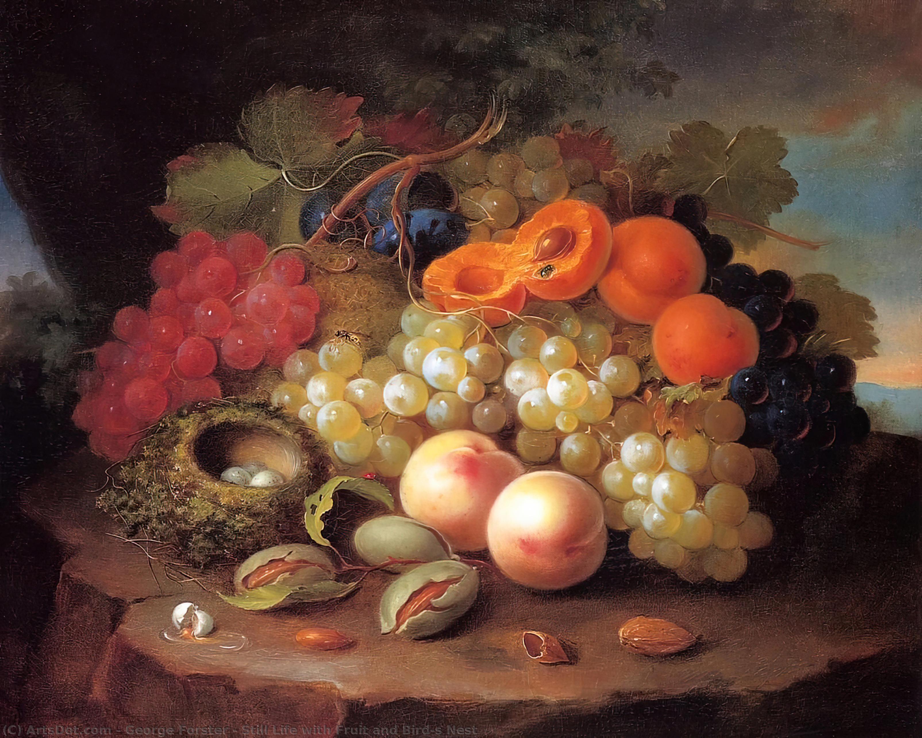 Wikioo.org - The Encyclopedia of Fine Arts - Painting, Artwork by George Forster - Still Life with Fruit and Bird's Nest