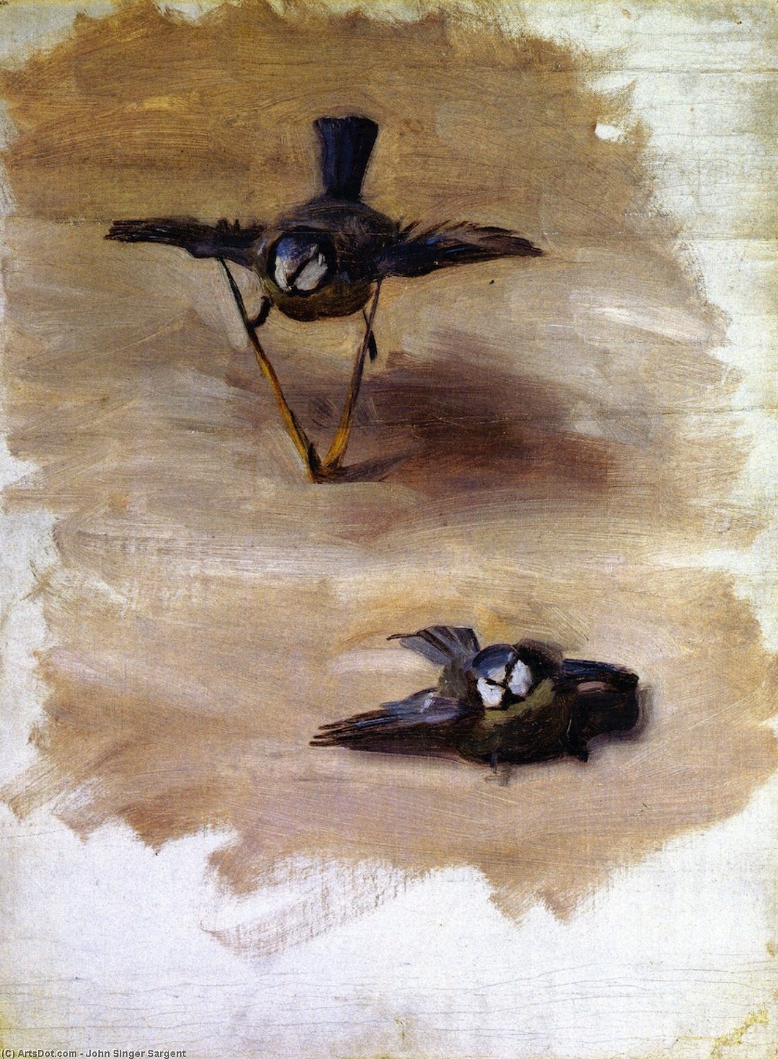 Wikioo.org - The Encyclopedia of Fine Arts - Painting, Artwork by John Singer Sargent - Studies of a Dead Bird
