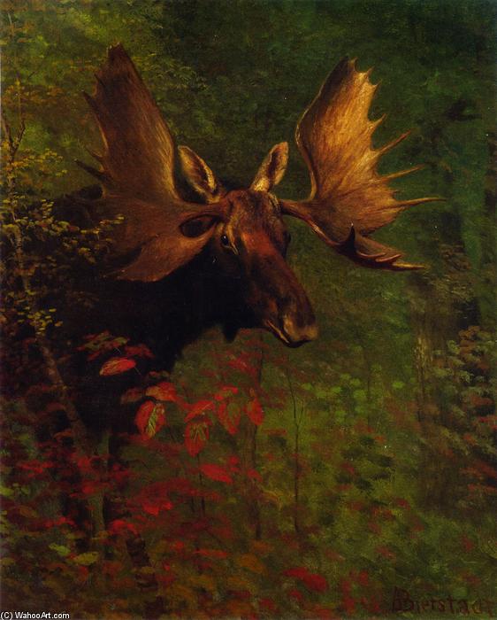Wikioo.org - The Encyclopedia of Fine Arts - Painting, Artwork by Albert Bierstadt - Study of a Moose