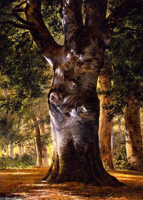 WikiOO.org - Enciklopedija likovnih umjetnosti - Slikarstvo, umjetnička djela Alexandre Calame - Trunk of a Beech Tree