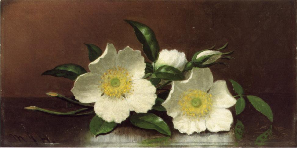 WikiOO.org - دایره المعارف هنرهای زیبا - نقاشی، آثار هنری Martin Johnson Heade - Two Cherokee Rose Blossoms on a Table (also known as Cherokee Roses)