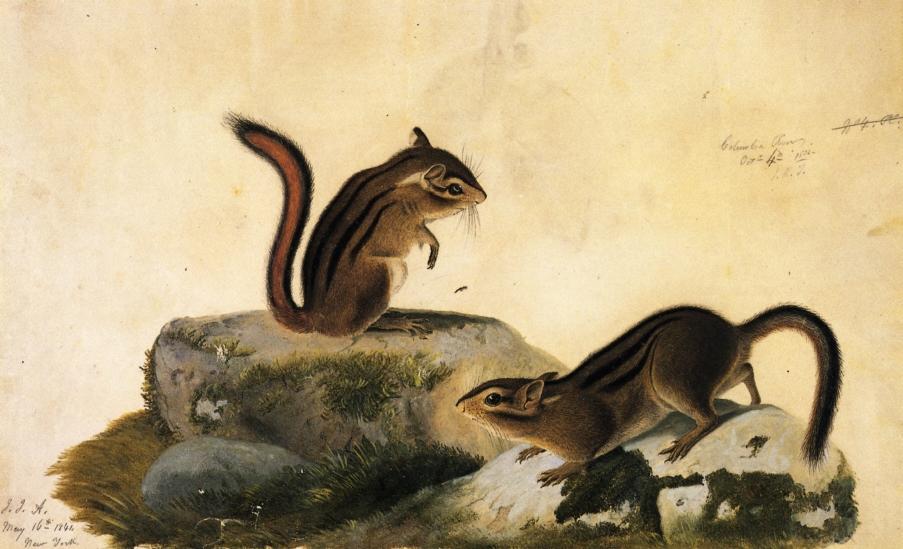 Wikioo.org - The Encyclopedia of Fine Arts - Painting, Artwork by John James Audubon - Two Ground Squirrels