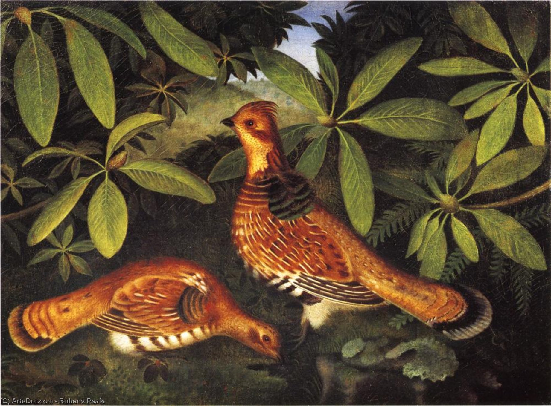 Wikioo.org - The Encyclopedia of Fine Arts - Painting, Artwork by Rubens Peale - Two Ruffed Grouse