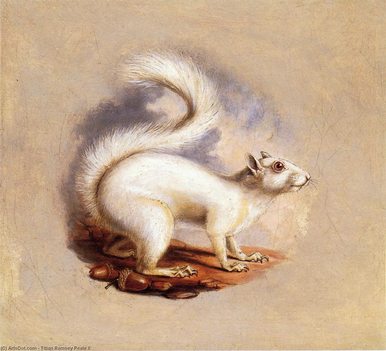 WikiOO.org – 美術百科全書 - 繪畫，作品 Titian Ramsey Peale Ii - 白 松鼠