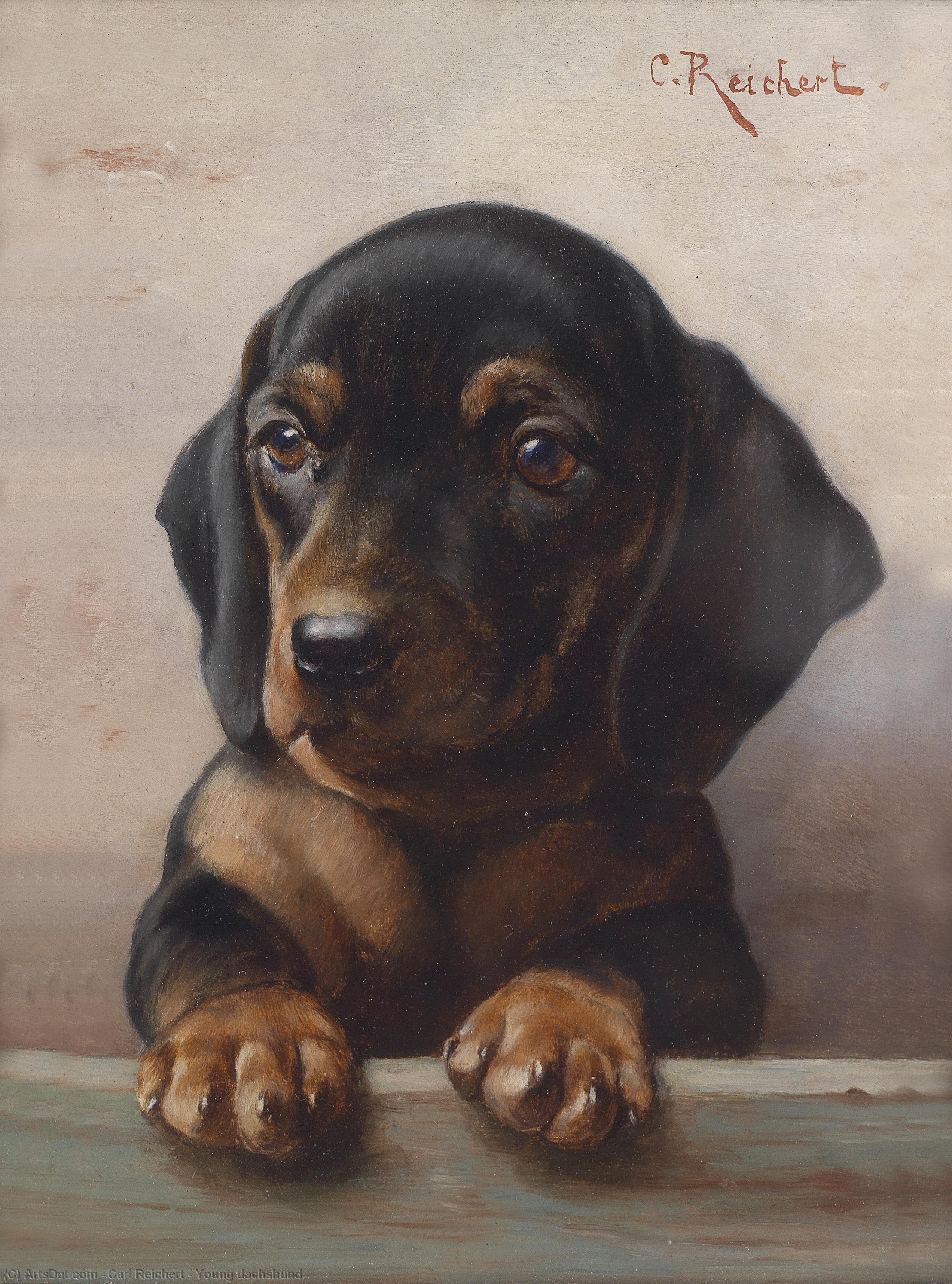 Wikioo.org - The Encyclopedia of Fine Arts - Painting, Artwork by Carl Reichert - Young dachshund