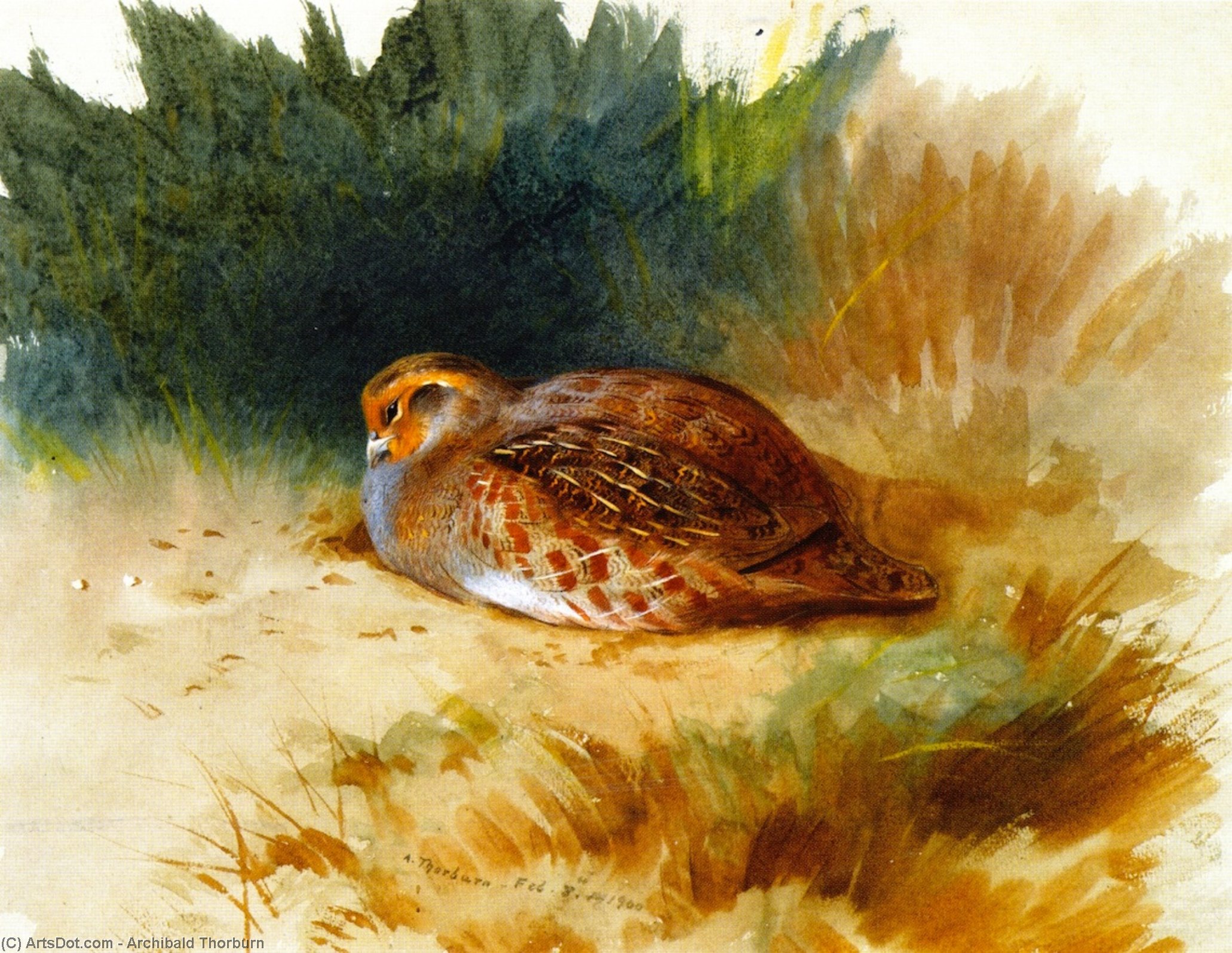 Wikioo.org - The Encyclopedia of Fine Arts - Painting, Artwork by Archibald Thorburn - A Young Partridge