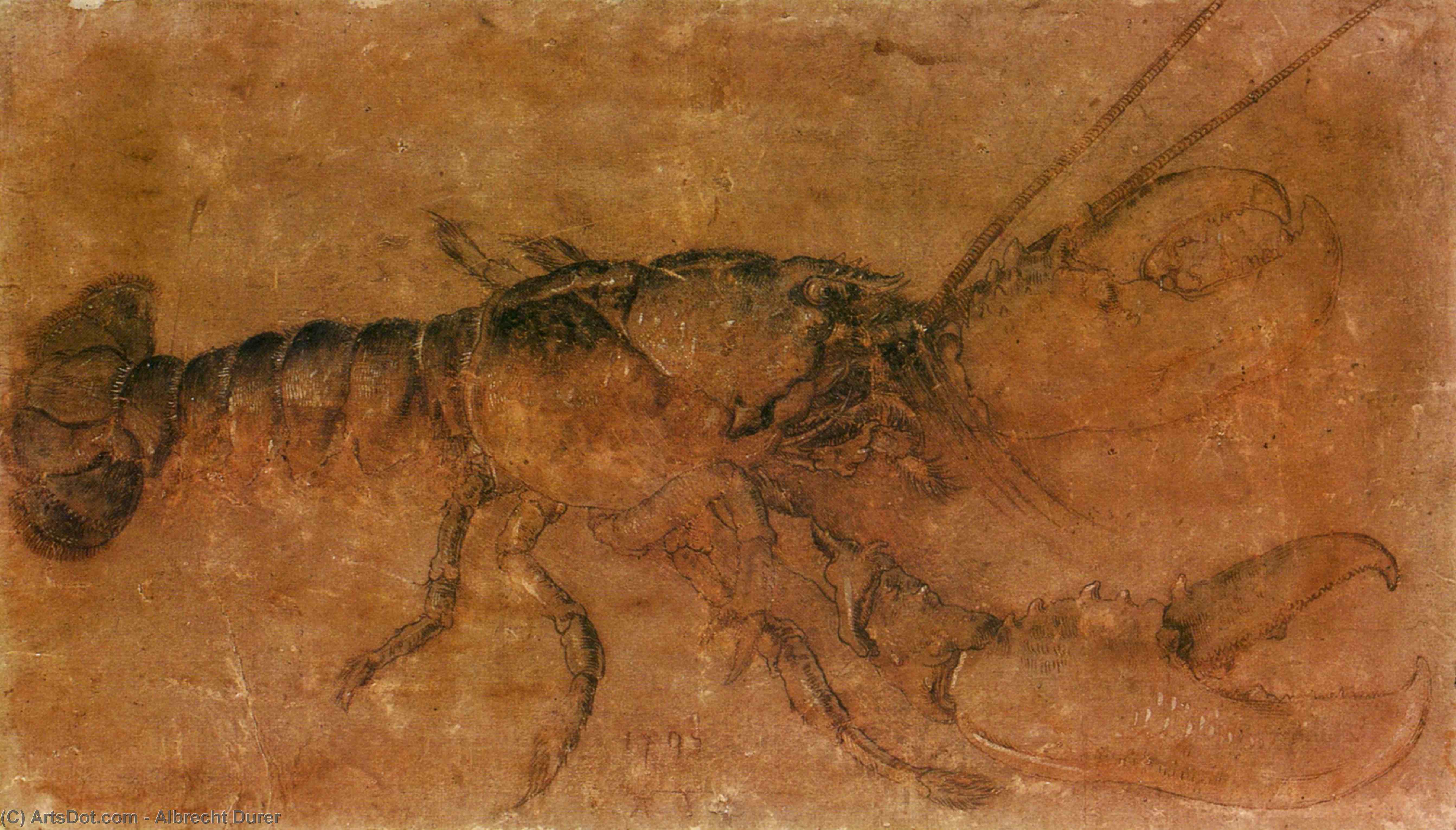Wikioo.org – L'Enciclopedia delle Belle Arti - Pittura, Opere di Albrecht Durer - Un aragosta