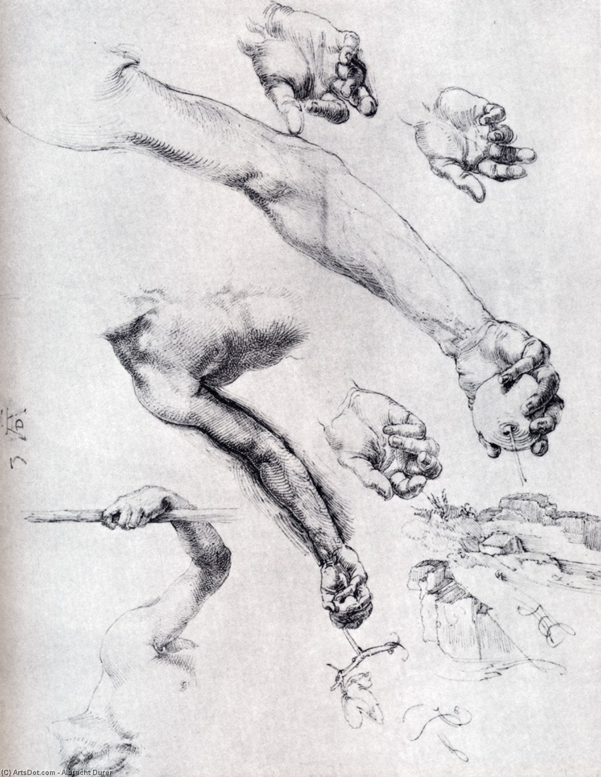 Wikioo.org – L'Enciclopedia delle Belle Arti - Pittura, Opere di Albrecht Durer - Tre studi da natura Per Adam`s Braccia