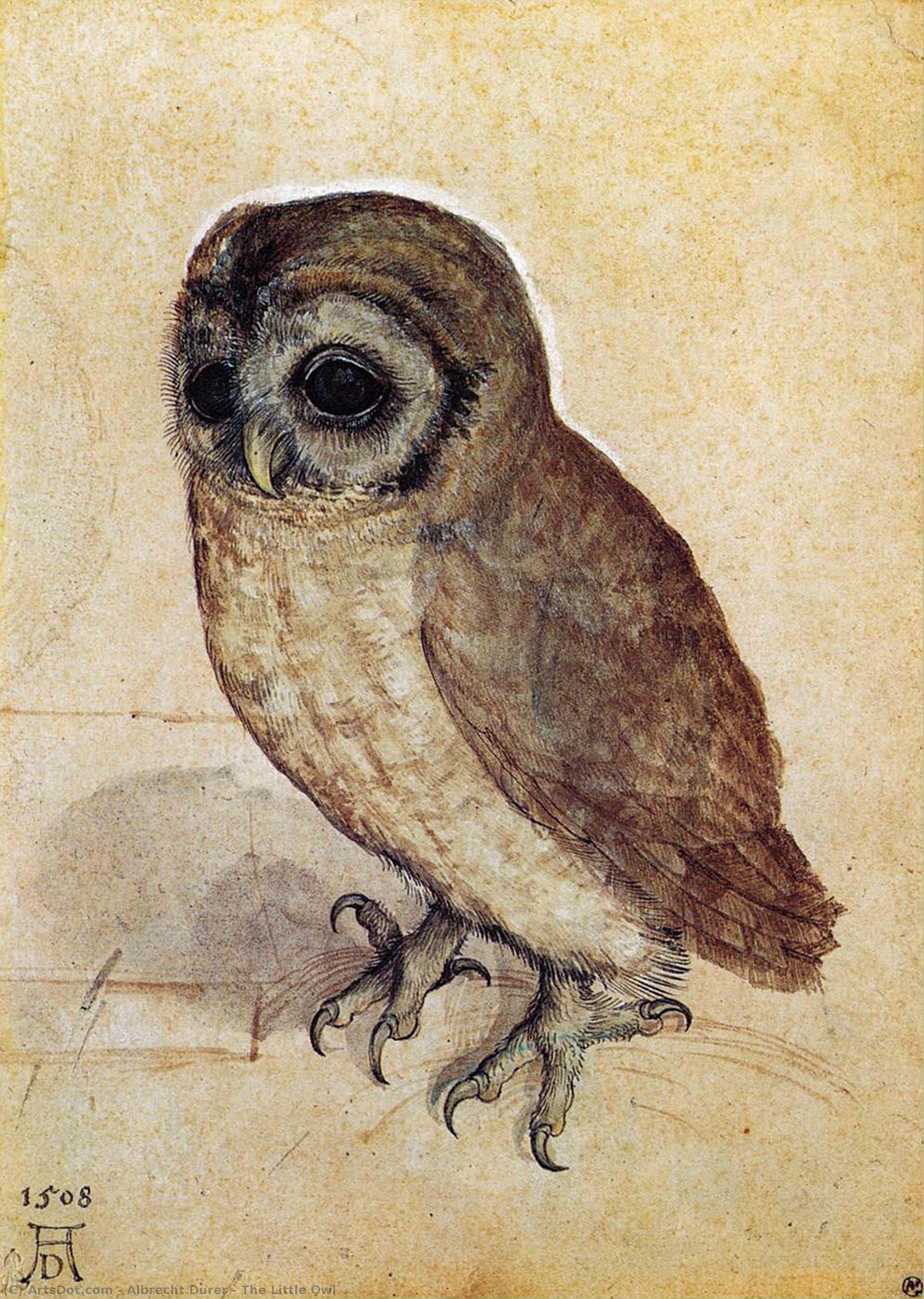 Wikioo.org - สารานุกรมวิจิตรศิลป์ - จิตรกรรม Albrecht Durer - The Little Owl