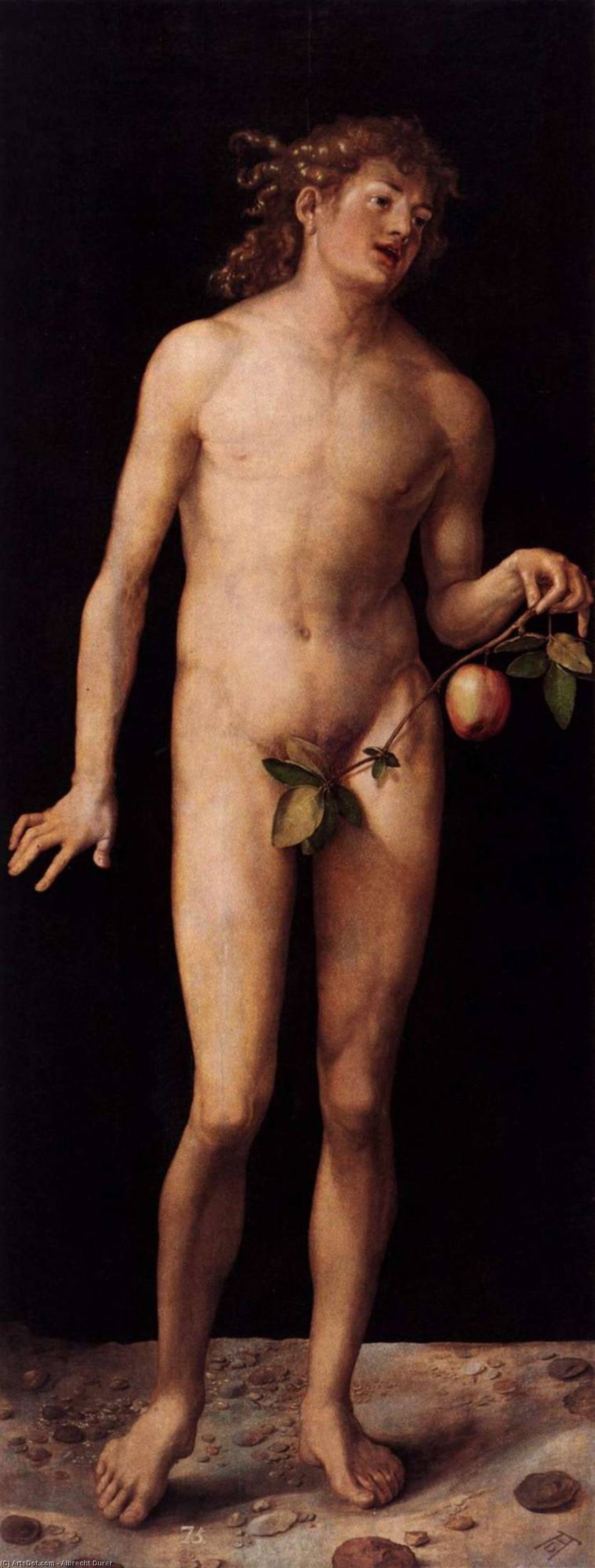 Wikioo.org - The Encyclopedia of Fine Arts - Painting, Artwork by Albrecht Durer - Adam