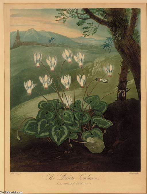 Wikioo.org - The Encyclopedia of Fine Arts - Painting, Artwork by Abraham Pether - The Persian Cyclamen, From Dr. Thornton's Temple Of Flora