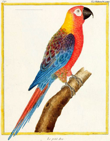 Wikioo.org - The Encyclopedia of Fine Arts - Painting, Artwork by Francois Nicolas Martinet - Cuban Macaw
