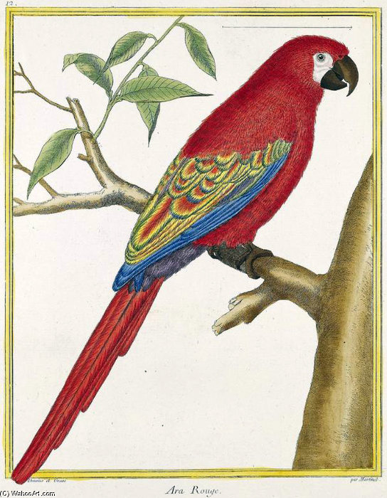 Wikioo.org - The Encyclopedia of Fine Arts - Painting, Artwork by Francois Nicolas Martinet - Lesser Antillean Macaw