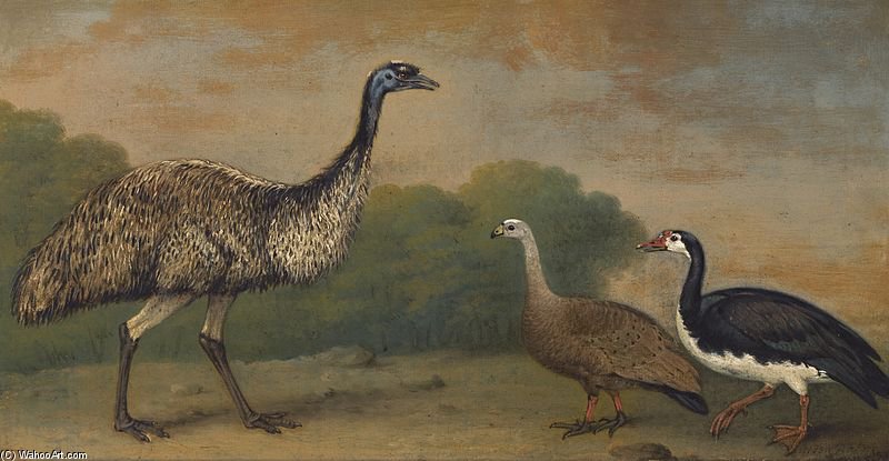 Wikioo.org - สารานุกรมวิจิตรศิลป์ - จิตรกรรม Henry Bernard Chalon - Emu, Cape Barren Goose And Magpie Goose