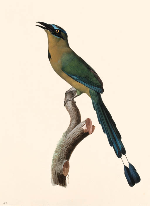Wikioo.org - The Encyclopedia of Fine Arts - Painting, Artwork by Jacques Barraband - Blue-crowned Motmot - Momotus Coeruliceps