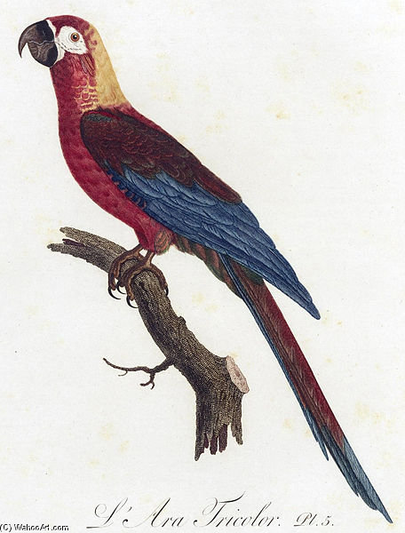 WikiOO.org - Енциклопедия за изящни изкуства - Живопис, Произведения на изкуството Jacques Barraband - Cuban Red Macaw