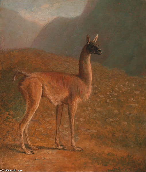 Wikioo.org - The Encyclopedia of Fine Arts - Painting, Artwork by Jacques Laurent Agasse - Guanaco