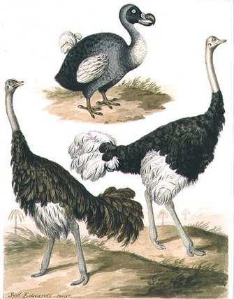 Wikioo.org - The Encyclopedia of Fine Arts - Painting, Artwork by Sydenham Teast Edwards - Dodo And Ostrich