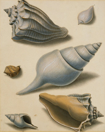 Wikioo.org - The Encyclopedia of Fine Arts - Painting, Artwork by Sydenham Teast Edwards - Studies Of Shells And Marine Flora