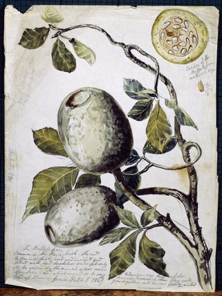 Wikioo.org - The Encyclopedia of Fine Arts - Painting, Artwork by Thomas Baines - Branch Of Buffalo Pear Tree