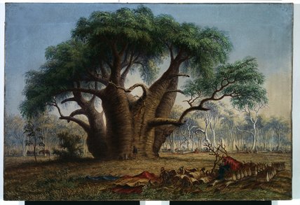 WikiOO.org - Encyclopedia of Fine Arts - Maľba, Artwork Thomas Baines - Gouty Stem Tree, Adansonia Gregorii