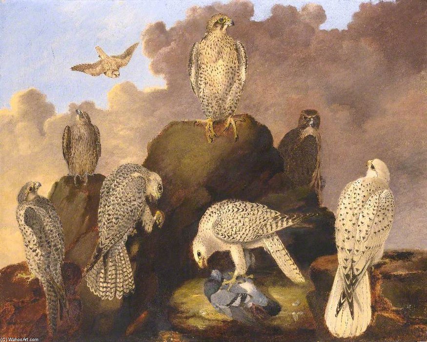 WikiOO.org - Енциклопедия за изящни изкуства - Живопис, Произведения на изкуството Wilfrid Williams Ball - Large Falcons Of The Palearctic