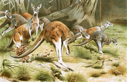 WikiOO.org - Encyclopedia of Fine Arts - Maalaus, taideteos Friedrich Wilhelm Kuhnert - The Red Kangaroo
