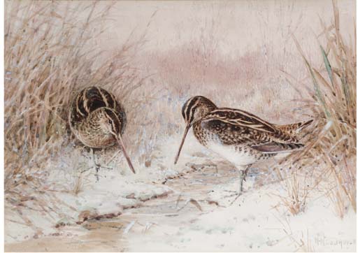 WikiOO.org - Encyclopedia of Fine Arts - Maalaus, taideteos William Arnold Woodhouse - Snipe In Snow