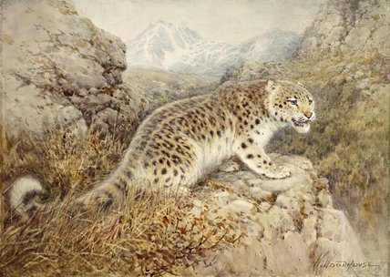 WikiOO.org - Enciclopédia das Belas Artes - Pintura, Arte por William Arnold Woodhouse - Snow Leopard