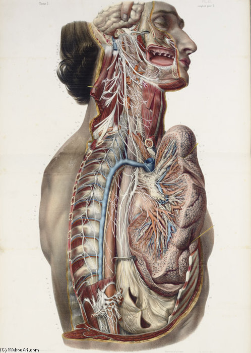 Wikioo.org - The Encyclopedia of Fine Arts - Painting, Artwork by Nicolas Henri Jacob - Full Anatomy Treaty Rights, Including The Medicine Procedure