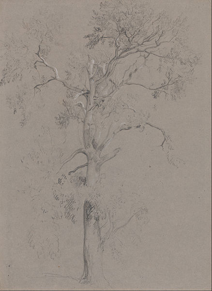 Wikioo.org - The Encyclopedia of Fine Arts - Painting, Artwork by Peter De Wint - Ash Tree In Ashstead Park