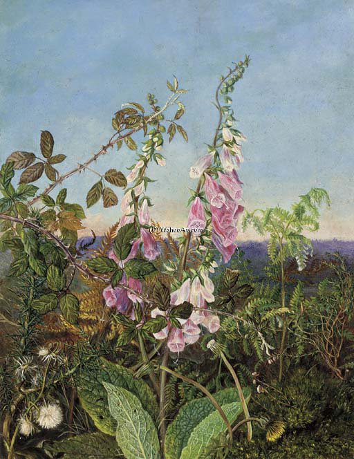 WikiOO.org - Енциклопедія образотворчого мистецтва - Живопис, Картини
 Albrecht Durer - A Summer Hedgerow
