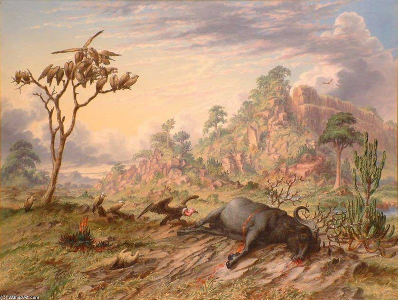 Wikioo.org - The Encyclopedia of Fine Arts - Painting, Artwork by Thomas Baines - Dead Buffalo, King Vulture And Common Vultures
