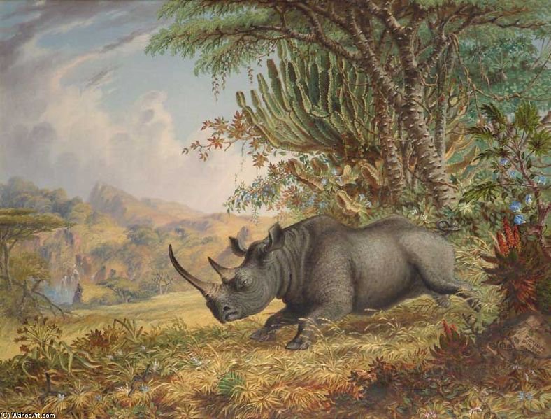 Wikioo.org - สารานุกรมวิจิตรศิลป์ - จิตรกรรม Thomas Baines - The Black Rhinoceros