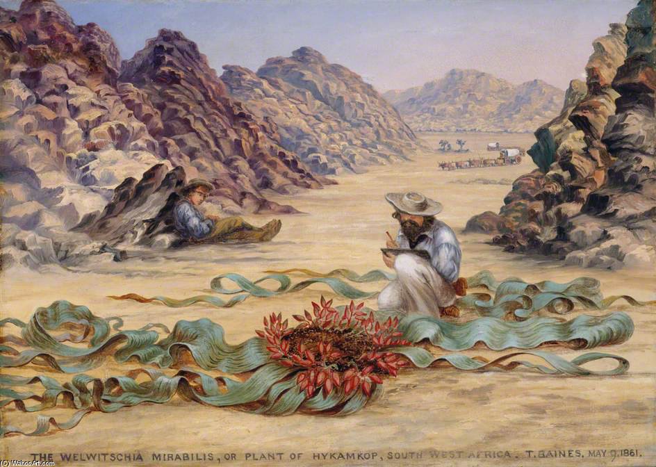 Wikioo.org - The Encyclopedia of Fine Arts - Painting, Artwork by Thomas Baines - The Welwitschia Mirabilis