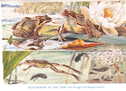 Wikioo.org - The Encyclopedia of Fine Arts - Painting, Artwork by Louis Fairfax Muckley - Development Of The Frog