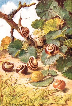 WikiOO.org - Encyclopedia of Fine Arts - Malba, Artwork Louis Fairfax Muckley - Land Snails