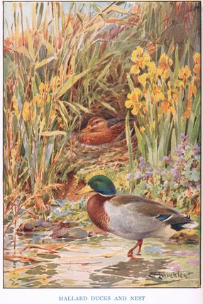 WikiOO.org - Encyclopedia of Fine Arts - Malba, Artwork Louis Fairfax Muckley - Mallard Ducks And Nest