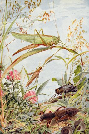 Wikioo.org - The Encyclopedia of Fine Arts - Painting, Artwork by Louis Fairfax Muckley - Musical Insects
