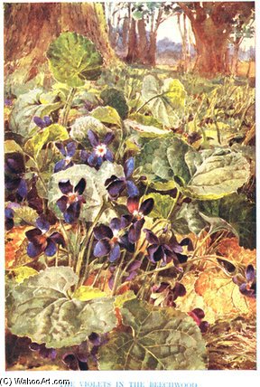 WikiOO.org - Enciklopedija dailės - Tapyba, meno kuriniai Louis Fairfax Muckley - Violets In The Beechwood