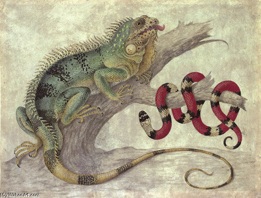WikiOO.org - Encyclopedia of Fine Arts - Maľba, Artwork Maria Sibylla Merian - An Iguana (iguana Iguana) And A Coral Snake (elapidae Micrurus) On A Tree Stump