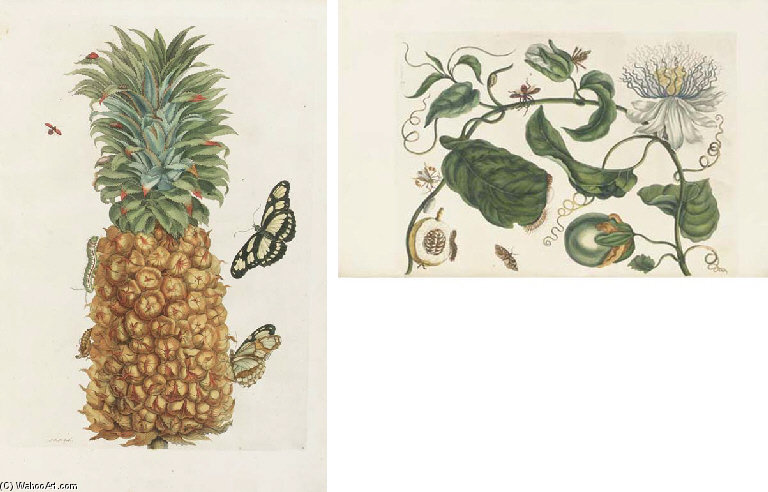 WikiOO.org - Encyclopedia of Fine Arts - Schilderen, Artwork Maria Sibylla Merian - Histoire Des Insectes De L'europe. Translated From Dutch Into French By Jean Marret. Amsterdam Jean Frederic Bernard