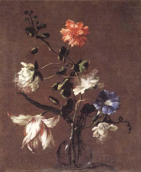 WikiOO.org - Encyclopedia of Fine Arts - Maľba, Artwork Mario Dei Fiori - Theee Caper Flower,a Carnation,a Bindweed,and A Tulip