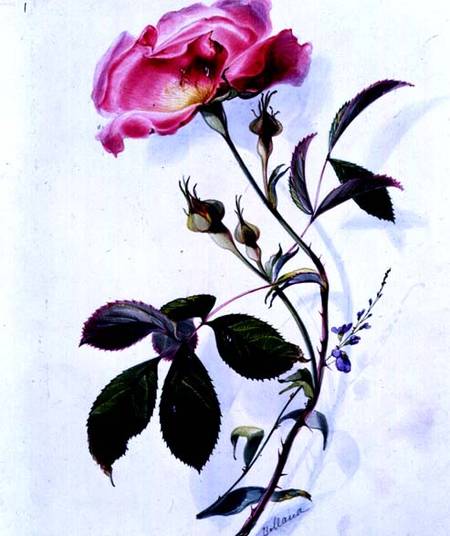 Wikioo.org – La Enciclopedia de las Bellas Artes - Pintura, Obras de arte de James Holland - un rosados