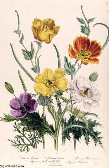 Wikioo.org - สารานุกรมวิจิตรศิลป์ - จิตรกรรม Jane Loudon - Poppies And Anemones