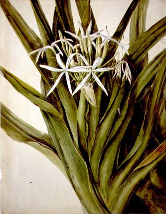 Wikioo.org - Bách khoa toàn thư về mỹ thuật - Vẽ tranh, Tác phẩm nghệ thuật John William Lewin - The Murray Lily, Cirinum Pedunculatum,