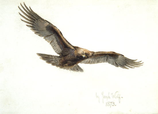 Wikioo.org - The Encyclopedia of Fine Arts - Painting, Artwork by Joseph Wolf - Eagle In Flight -