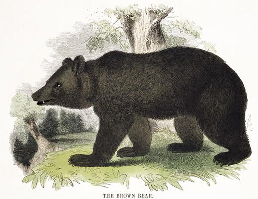 WikiOO.org - Encyclopedia of Fine Arts - Lukisan, Artwork Josiah Wood Whymper - The Brown Bear,