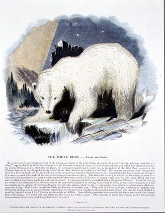Wikioo.org – La Enciclopedia de las Bellas Artes - Pintura, Obras de arte de Josiah Wood Whymper - el blanco oso